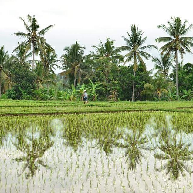 Indonesian rice fields by Baki Clothing Company